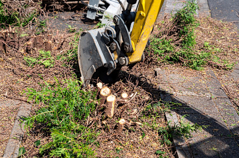 Hecke schneiden 2