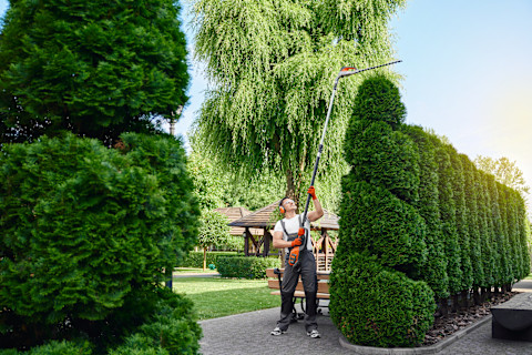 Hecke schneiden 1