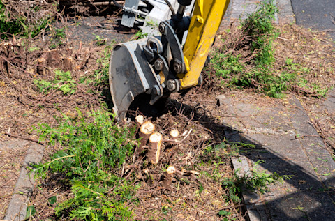 Hecke schneiden 2