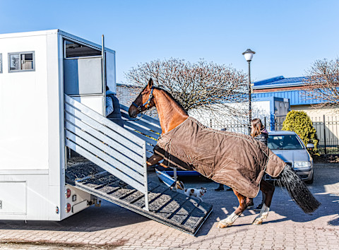 Pferdetransport