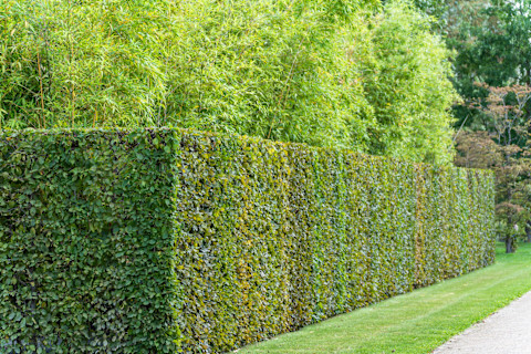 Das Bild zeigt eine sauber und akkurat geschnittene Hecke