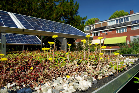 Das Bild zeigt einen Gründachgarten mit blauen Solarmodulen im Hintergrund.