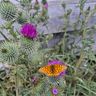 Garten Gerald