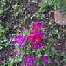 Alex&Co Gartenpflege