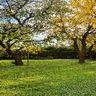 Der Profi für Büro, Haus und Garten