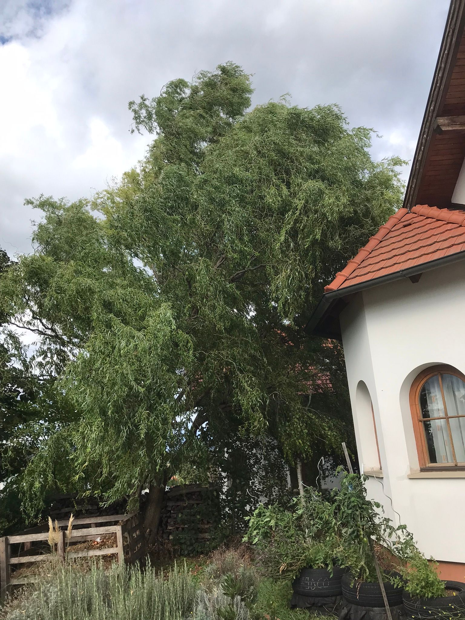 Baumpflege 1 Baum; Baum/Bäume zurückschneiden MyHammer