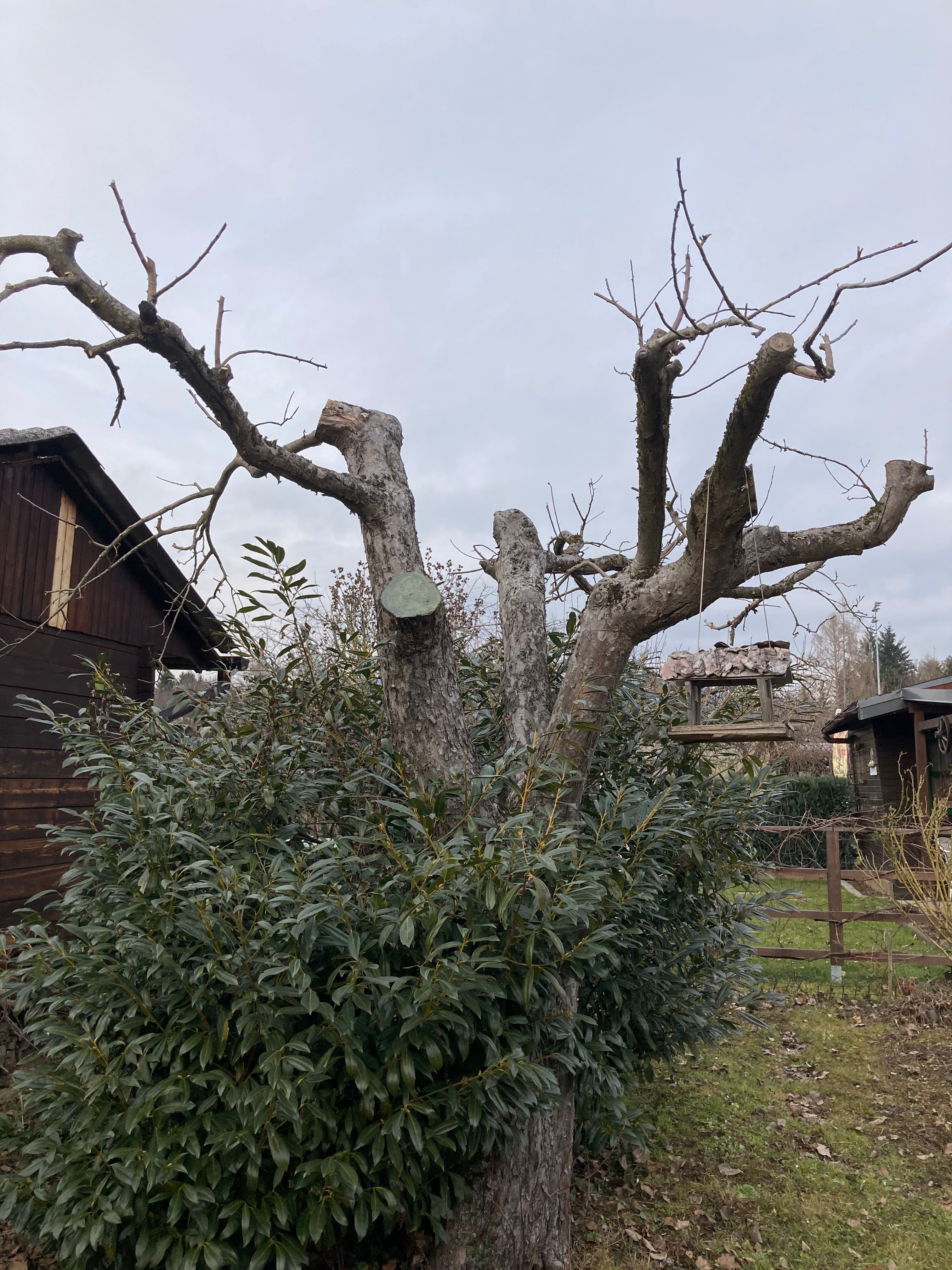 Baumpflege 2 Bäume; Baum/Bäume zurückschneiden MyHammer